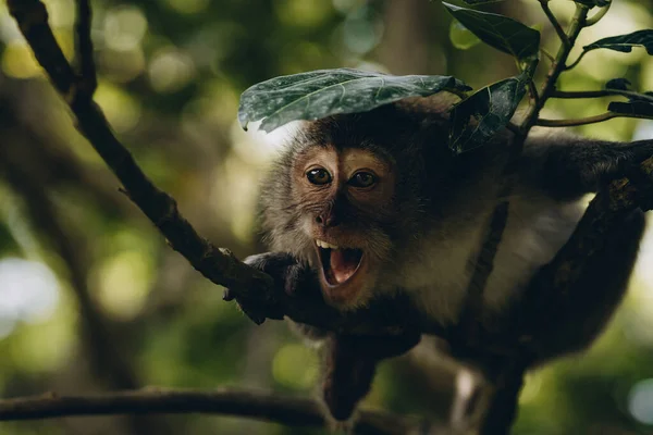 Nahaufnahme Eines Lächelnden Affen Mit Zähnen Die Einem Ast Hängen — Stockfoto