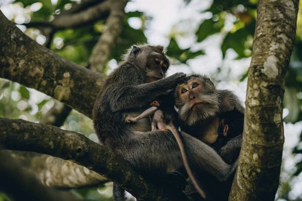 Close up shot of monkeys family searching lice. Mother macaque with little baby sitting on tree