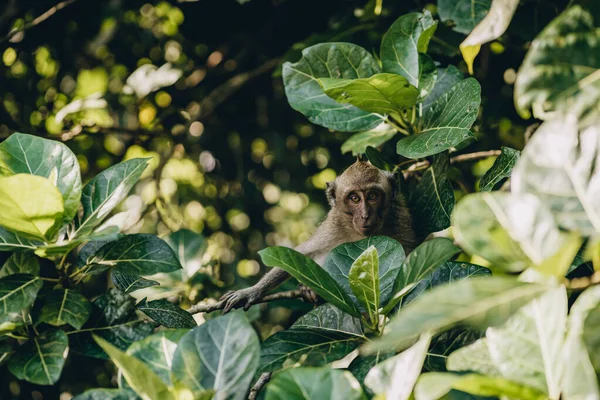 葉の間でサルの顔を閉じたショット 木に隠れているマカケ 聖なる猿の森 — ストック写真