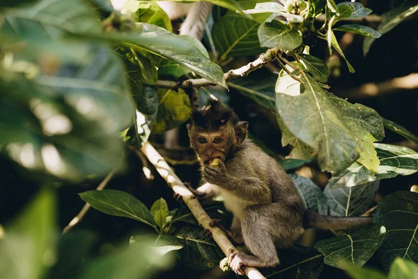 Close Shot Smiling Teeth Monkey Hanging Branch Happy Monkey Climbing — Stock Photo, Image