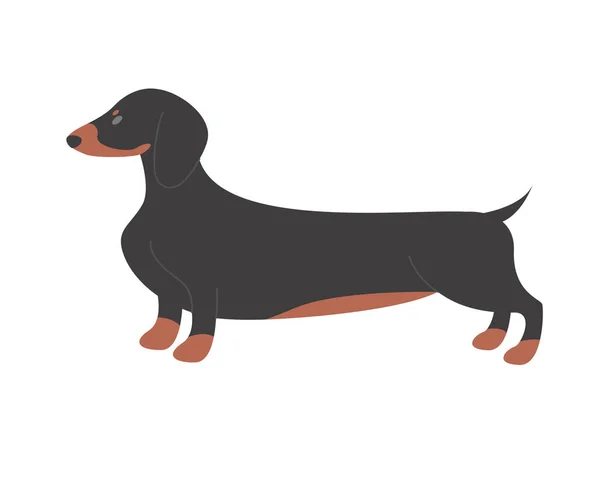 Dachshund Dog Breed Domestic Family Puppy Sausage Doggy Cartoon Vector — Stock Vector