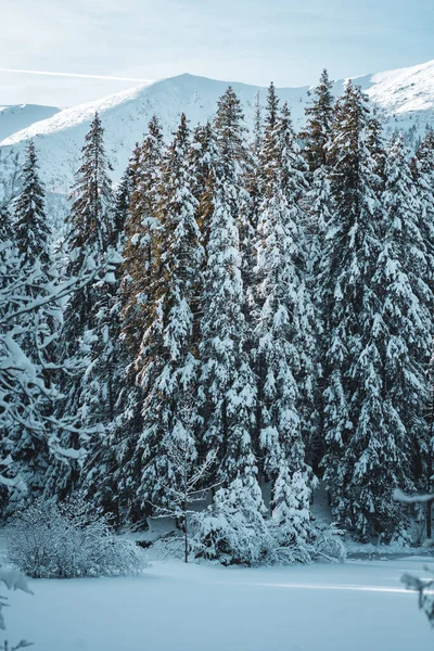 Winter evergreen forest landscape, pine trees and bushes covered with snow, Low Tatras mountains on horizon, Slovakia