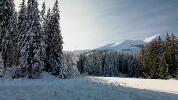 Dolly Gładkie Ujęcie Panoramicznego Zimowego Krajobrazu Sosnowym Lasem Górami Tatry — Wideo stockowe