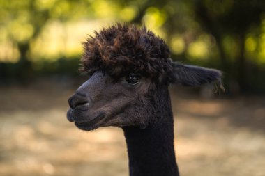 Yaz doğasında sevimli siyah alpaka boyun portresi, tüylü komik hayvan görünümlü.