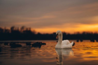 Beyaz zarif kuğu ve ördek sürüsü turuncu günbatımının yansımasıyla göllerde yüzerler.