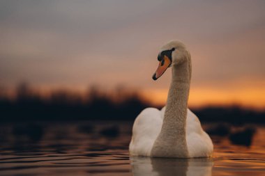 Gün batımında gölde güzel genç bir kuğu, altın gökyüzü ile muhteşem bir akşam sahnesi