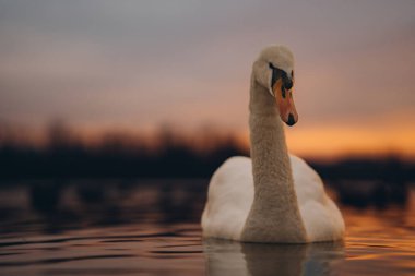 Gün batımında beyaz zarif tek kuğu, güzel kuşlu cennet manzarası.