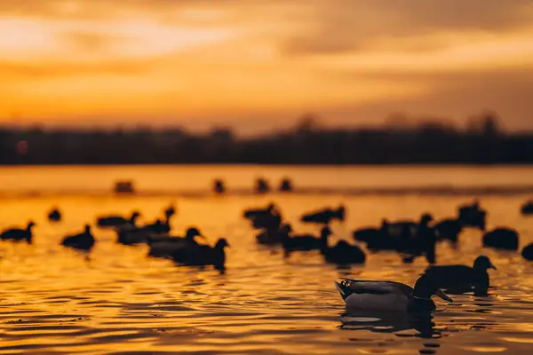 Dark silhouettes of birds on sunset lake, ducks swim in evening golden waters