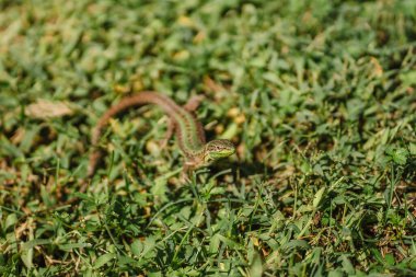 Yeşil ve kahverengi kertenkele, tropik yaz bahçesinin çimlerinde küçük sürüngen.