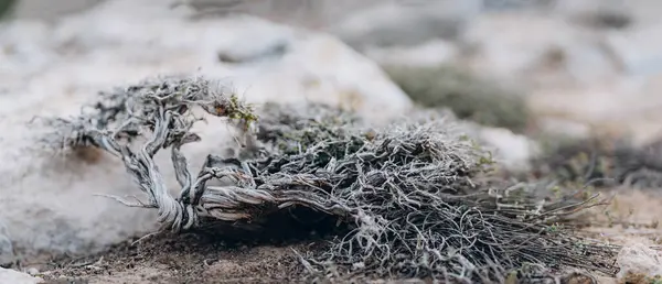 stock image Dry branches and leaves of plant on rock surface, nature of Cape Greco National Park, Cyprus