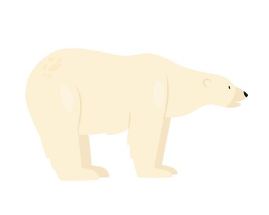 Beyaz kutup ayısı. Kuzey Kutbu ve Antarktika hayvanları, kürklü kürklü ayı çizgi film çizimi