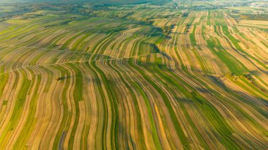 Krakow County, Polonya 'daki Suloszowa köyünde hasat yapılan kırsal tarım arazisinin panoramik görüntüsü.