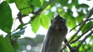 Taş duvarda uyuyan şirin maymunu yakından çek. Kutsal maymun ormanındaki tapınağın üzerinde gevşemiş bir makak.