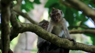 Şirin komik maymunun ağaçtan aşağıya, doğaya bakışını yakından çek. Ubud kutsal maymun ormanı