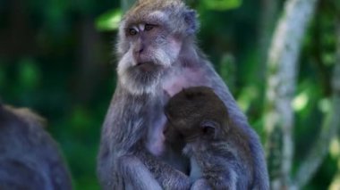 Anne maymunun bebeğine sarıldığı yakın çekim. Maymun Ormanı Tapınağı 'nda Macaque ailesi sarmaş dolaş fotoğraf çekiyor.