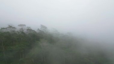 Uzun, yeşil ağaçları ve gri gökyüzü olan sisli bir orman. Bir dağ silsilesi sisle kısmen gizlidir..