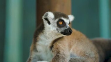 Halka kuyruklu lemur 'un yakın fotoğrafını çek. Ağzı çıkıntılı ve turuncu gözlü sevimli bir hayvan.
