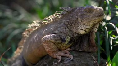 Kayaların üzerinde uzanan büyük iguanayı yakından çek. Tropikal safari parkında büyük bir kertenkele türü