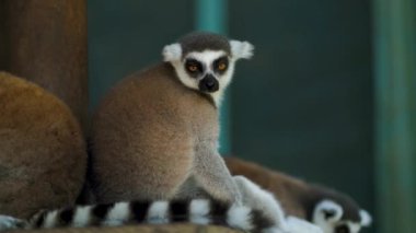 Halka kuyruklu lemur 'un yakın fotoğrafını çek. Ağzı çıkıntılı ve turuncu gözlü sevimli bir hayvan.