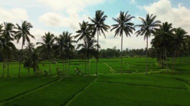 Bali 'nin soyut geometrik şekilleri, palmiye ağacı ve yağmur ormanı tropikal orman plantasyonuyla dolu yeşil pirinç tarlaları.