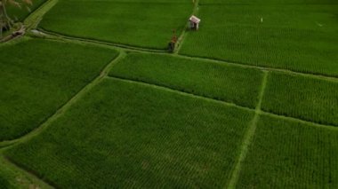 Bali 'nin soyut geometrik şekilleri, palmiye ağacı ve yağmur ormanı tropikal orman plantasyonuyla dolu yeşil pirinç tarlaları.