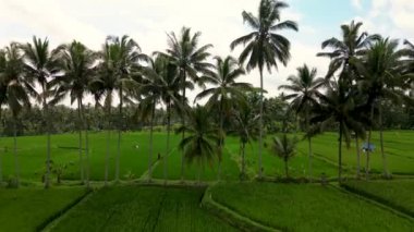 Bali yemyeşil pirinç tarlalarının soyut geometrik şekillerinin havadan görünüşü.