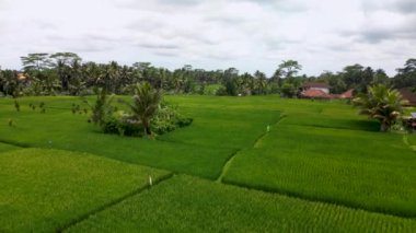 Bali 'nin soyut geometrik şekilleri, palmiye ağacı ve yağmur ormanı tropikal orman plantasyonuyla dolu yeşil pirinç tarlaları.