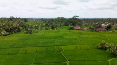 Bali 'nin soyut geometrik şekilleri, palmiye ağacı ve yağmur ormanı tropikal orman plantasyonuyla dolu yeşil pirinç tarlaları.