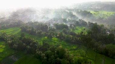 Tegallalang Bali pirinç teraslarının havadan görünüşü. Endonezya, Bali 'deki tropik manzara