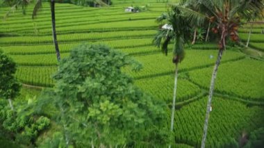 Bali 'nin soyut geometrik şekilleri, palmiye ağacı ve yağmur ormanı tropikal orman plantasyonuyla dolu yeşil pirinç tarlaları.