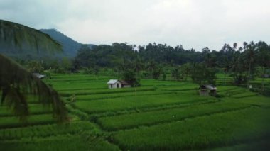 Bali yemyeşil pirinç tarlalarının soyut geometrik şekillerinin havadan görünüşü.