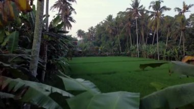 Yüksek palmiye ağaçları ve yoğun bitki örtüsüyle çevrili verimli tropikal pirinç tarlalarının havadan bakış açısı doğal tarım manzarası. Canlı yeşil pirinç bitkileri çevreleyen yapraklarla tezat oluşturuyor.