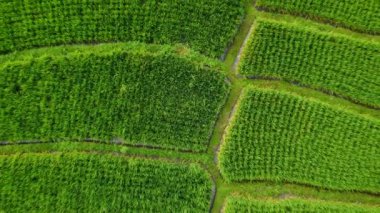Bali yemyeşil pirinç tarlalarının soyut geometrik şekillerinin havadan görünüşü.