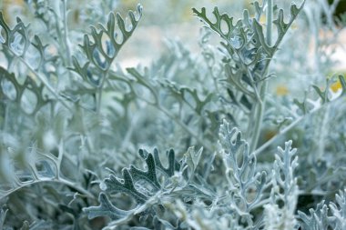 Makro fotoğraf sergisi karmaşık, dantelli Dusty Miller yaprakları. Gümüşi gri yapraklar doku ve kontrastı ekler, bahçeler, peyzaj ve botanik çalışmaları için idealdir.
