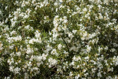 Çiçek açmış beyaz bir zakkum çalısının tam kare görüntüsü. Yoğun yeşillik ve canlı çiçekler yemyeşil ve doğal bir manzara yaratır..