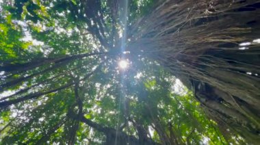Yoğun bir orman tepe örtüsünün içinden süzülen güneş ışığının yukarıdaki görüntüsü. Güneş ışınları yemyeşil yapraklar ve dallar arasında parlak bir etki yaratır..