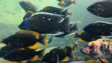 Renkli balıklar su altında yüzerler. Canlı sahne, su biyolojik çeşitliliğini ve deniz ekosistemlerinin dinamik doğasını vurgulayan çeşitli türleri doğal ortamlarında sergiliyor..
