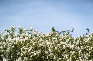 Açık mavi gökyüzüne karşı beyaz çiçekli yoğun zakkum çalısı. Bereketli yeşillik ve canlı çiçekler sakin bir açık hava manzarası yaratır..