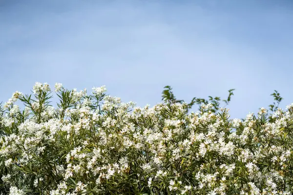 Açık mavi gökyüzüne karşı beyaz çiçekli yoğun zakkum çalısı. Bereketli yeşillik ve canlı çiçekler sakin bir açık hava manzarası yaratır..