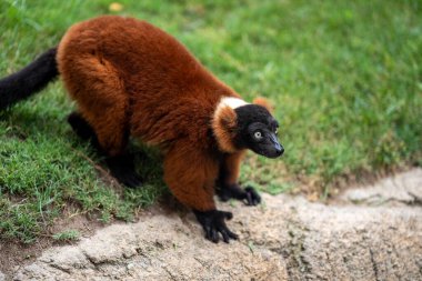 Kırmızı yakutlu lemur yeşil ve kayalarla çevrili doğal bir habitatta çimenlerin üzerine çömeliyor, canlı kürkünü ve vahşi doğadaki tetikte duruşunu vurguluyor..