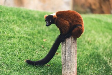 Kırmızı yakutlu lemurlar doğal bir yaşam alanındaki tahta bir direğe tünemiş, yemyeşil otlarla çevrili, canlı kürkünü ve vahşi doğadaki doğal davranışlarını vurguluyor..