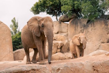 Yetişkinler ve gençlerden oluşan bir Afrika fili sürüsü kayalık arazide geziniyor. Sahne, fillerin doğal yaşam alanlarını ve vahşi doğadaki ortak davranışlarını vurguluyor..