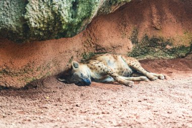 Bir sırtlan, doğa koruma çabalarının sağladığı doğal ve vahşi çevrenin altını çizerek bir kaya oluşumu altında dinleniyor..
