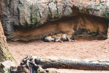 Sırtlan doğal ortamında bir kaya oluşumunun altında huzur içinde dinleniyor, vahşi yaşam davranışları sergiliyor. Vahşi çevredeki sakin hayvanları yakalar..