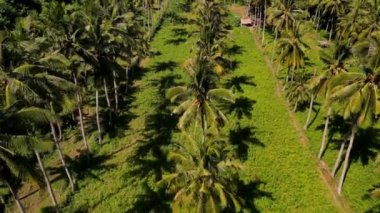 Tropikal bir arazideki palmiye ağaçlarının havadan görünüşü. Eşit aralıklı sıra sıra palmiye ağaçları ve yemyeşil alanlar bölgede tarım uygulamalarını vurguluyor.