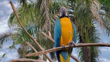 Canlı, mavi ve sarı bir papağan, tropikal arka planı olan bir dala tünemişti. Kuş renkli tüyler yemyeşil yapraklara karşı duruyor..