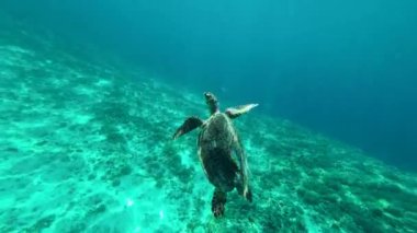 Canlı bir deniz ekosisteminde zarif bir şekilde su altında yüzen bir deniz kaplumbağası. Kaplumbağa, mercan ve deniz canlılarıyla çevrili olarak okyanus tabanında süzülür..