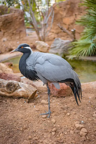 stock image A grey heron poses on rocky ground, displaying its striking plumage and poised stance. The natural surroundings and serene environment highlight the bird majestic presence.