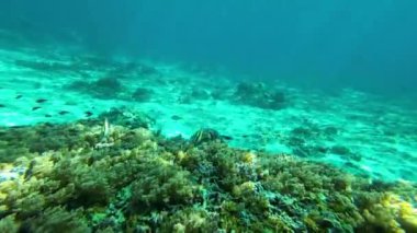 Renkli mercanların arasında okyanus tabanında dinlenen ve yemek yiyen bir deniz kaplumbağası. Kaplumbağanın etrafı deniz bitkileri ve faunalarla çevrili. Su altında sakin bir yaşam alanı..