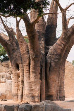 Kayalık bir arazide dik duran Baobab ağacı eşsiz yapısını ve doğal çevresini vurguluyor. Afrika vahşi doğasının özünü yakalıyor..